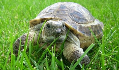 Чем кормить и поить черепаху в домашних условиях