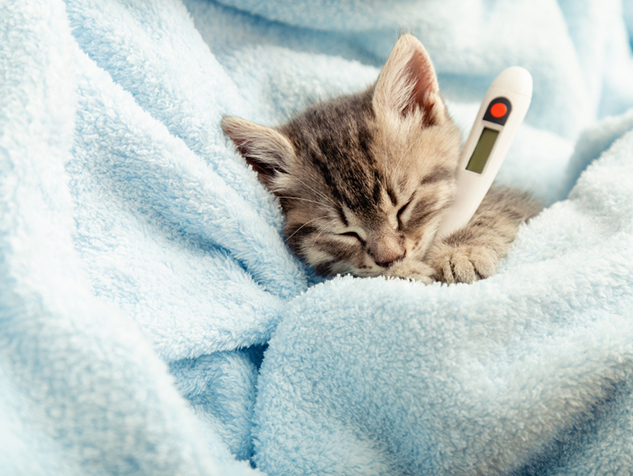 Коронавирусная инфекция кошек (сокращенно FCoV)