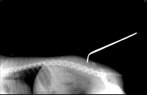 Миелография собак и кошек