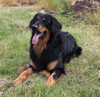 Рвота и понос у кошек и собак