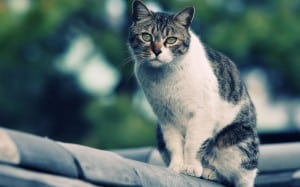 Вирус иммунодефицита кошек