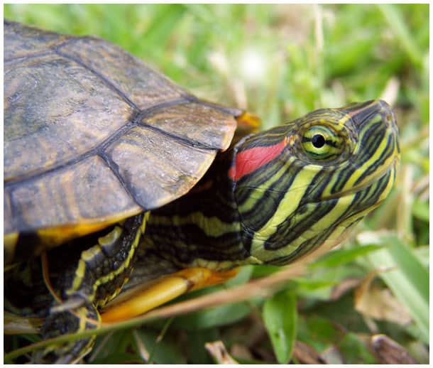 Что нужно знать о красноухой черепахе