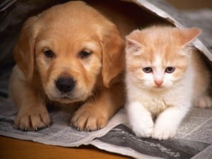 Запоры у кошек и собак