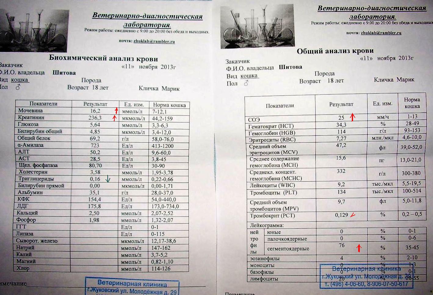 Расшифровка анализа крови у собак таблица Повышенный гемоглобин у собаки Telegraph