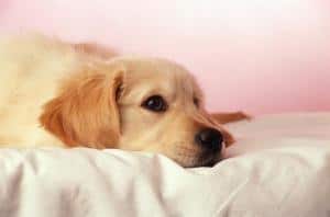 Лейкоз у собак: причины, симптомы, диагностика, лечение и прогноз