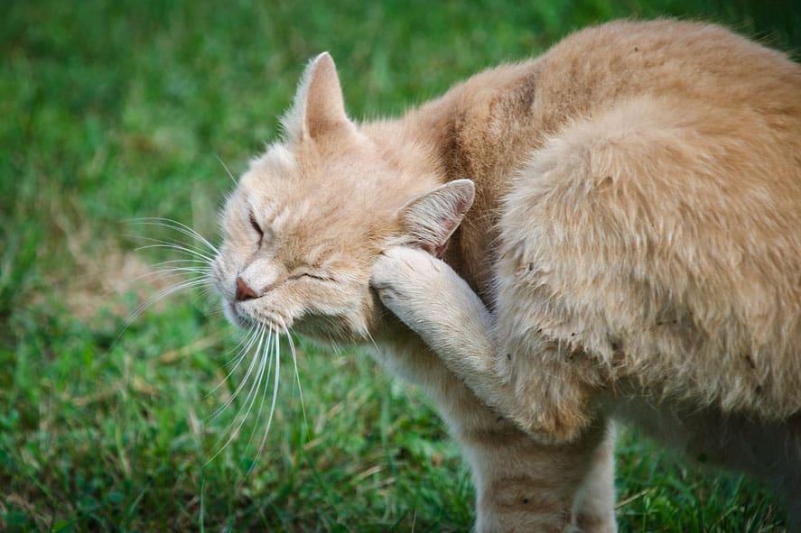 Кивающий кот. Кот с хвостом. Кошка чешется. Комедоны у кота на подбородке. Кот чешется фото.