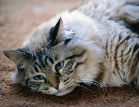 Усыпление (эвтаназия) кошек от 1330 рублей. Усыпить больную кошку на дому -  Сеть Ветеринарных Центров «МЕДВЕТ»