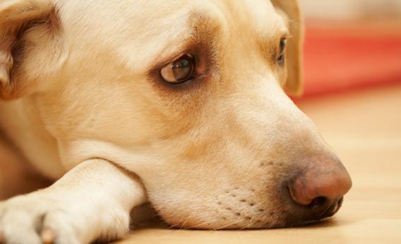 Доклад по теме Стерилизация собак: За или против?