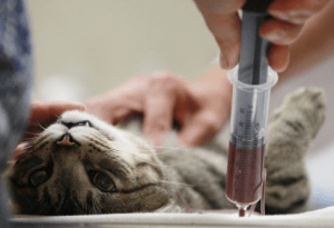 Переливание крови собакам и кошкам