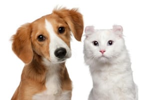 Диабетическая кома у собак и кошек