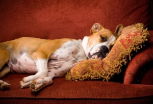 Эндометрит у собак: причины, симптомы, лечение - полная информация