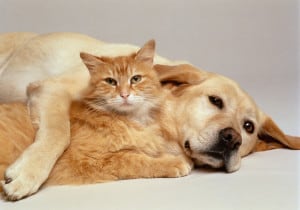 Затрудненное глотание у собак и кошек