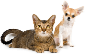 Криптоспоридиоз у собак и кошек