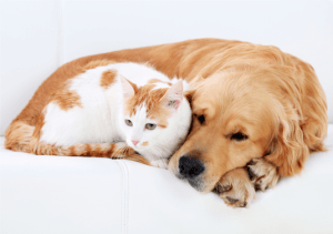 Офтальмологические проявления заболеваний у собак и кошек