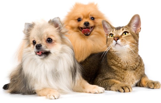Синдром Кушинга у собак и кошек