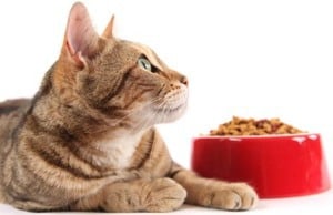 Мифы о кормлении кошек