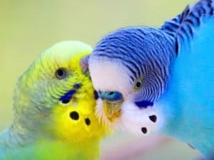 Содержание, кормление и уход за волнистыми попугаями. Как ухаживать за  волнистым попугаем в домашних условиях - Сеть Ветеринарных Центров "МЕДВЕТ"