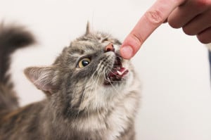Выпадение зубов у кошек