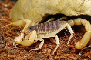Скорпионы в домашних условиях