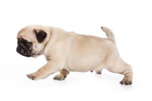 Pug on white background