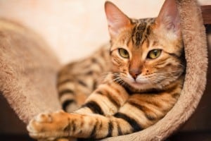Лечение катарального эндометрита у кошек: симптомы, причины и методы восстановления [Кошки cats]