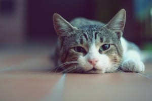 Овариогистерэктомия кошки что это. Смотреть фото Овариогистерэктомия кошки что это. Смотреть картинку Овариогистерэктомия кошки что это. Картинка про Овариогистерэктомия кошки что это. Фото Овариогистерэктомия кошки что это