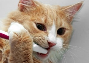 Лимфоцитарно плазмоцитарный стоматит кошек thumbnail