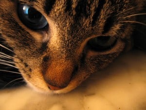 Если у кота моча с кровью что делать. Смотреть фото Если у кота моча с кровью что делать. Смотреть картинку Если у кота моча с кровью что делать. Картинка про Если у кота моча с кровью что делать. Фото Если у кота моча с кровью что делать