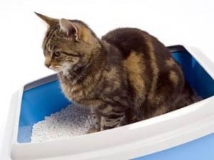 Наполнители для кошачьего туалета