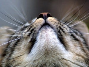 Выпадение усов у кошек