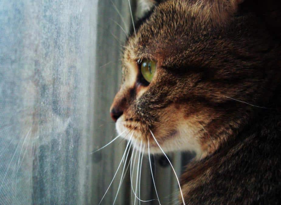 Липидоз печени у кошек - симптомы, диагностика, лечение - Сеть ...
