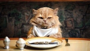 Отсутствие аппетита у кошек