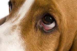 Пролапс слезной железы у собак