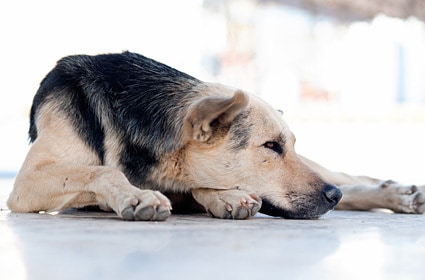 Почечная недостаточность у собак: причины, симптомы и лечение