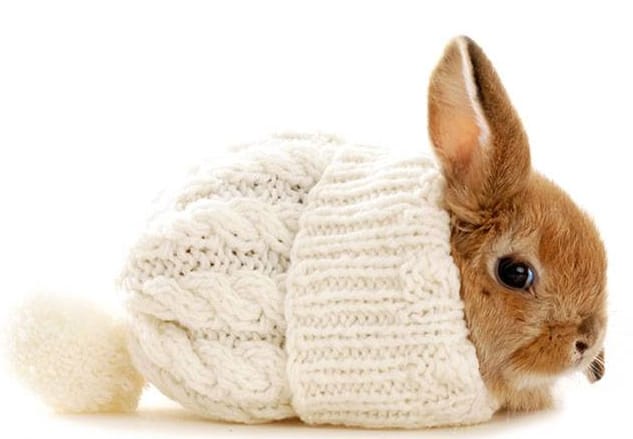 Миксоматоз у кроликов - симптомы, диагностика, лечение болезни ...