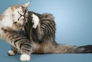 Дисплазия суставов у кошек