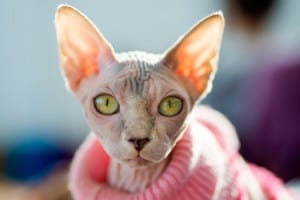 Перелом шейки бедра у кота симптомы Перелом шейки бедра у кота симптомы thumbnail