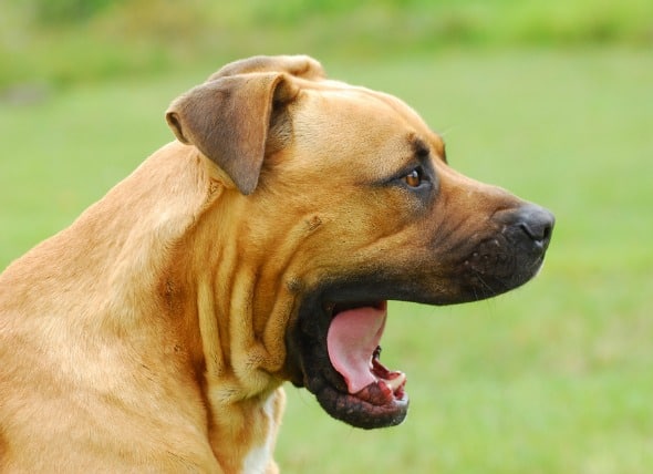 Опухоль челюсти у собак