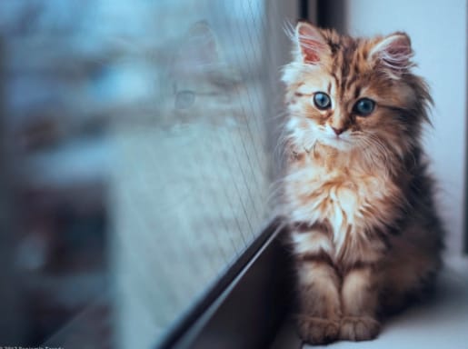 Вестибулярный синдром у кошек