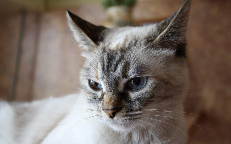 Что такое гиперпаратиреоз у кошек?