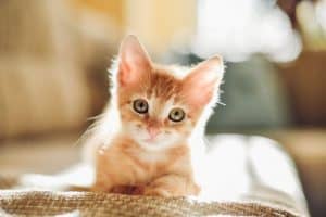 Питомниковый кашель у кошек лечение