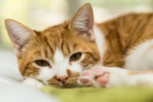Что такое гломерулонефрит у кота. Смотреть фото Что такое гломерулонефрит у кота. Смотреть картинку Что такое гломерулонефрит у кота. Картинка про Что такое гломерулонефрит у кота. Фото Что такое гломерулонефрит у кота