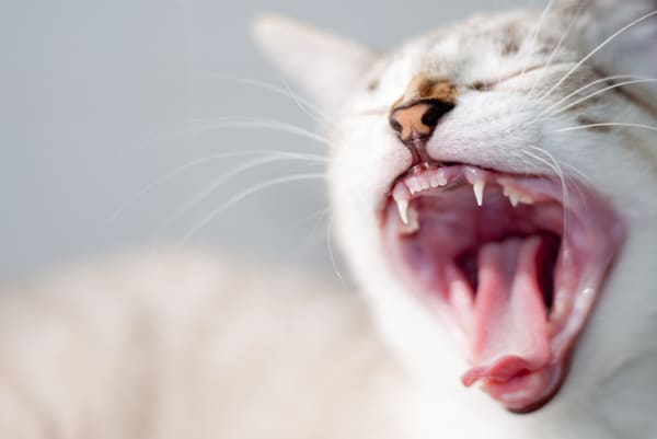 Язвы во рту и на губах у кошек - симптомы, причины, лечение - Сеть  Ветеринарных Центров МЕДВЕТ