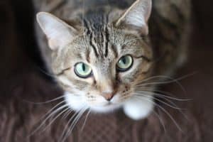 Гипогликемия у кошек с диабетом thumbnail