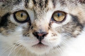 Почему у кошки слезятся глаза? Лечение и причины
