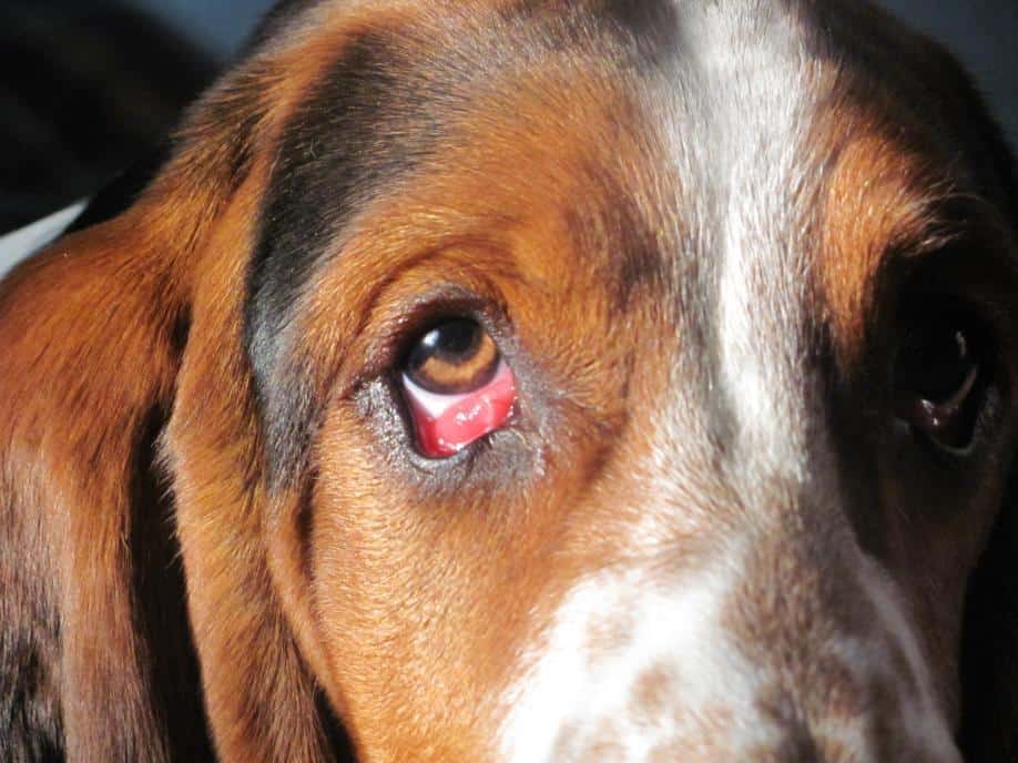 Красные глаза у собаки