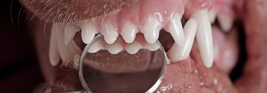 Лечение зубов у котов цена