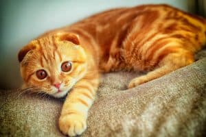 Диагноз охд у кошек что это. Смотреть фото Диагноз охд у кошек что это. Смотреть картинку Диагноз охд у кошек что это. Картинка про Диагноз охд у кошек что это. Фото Диагноз охд у кошек что это
