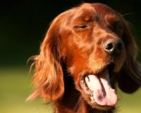Энтеропатия с потерей белка или белковая энтеропатия у собак