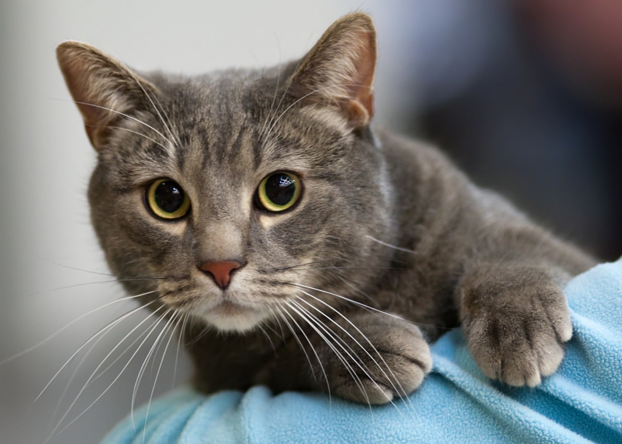 Гиперсаливация у кошек - симптомы, диагностика, лечение - Сеть Ветеринарных  Центров МЕДВЕТ